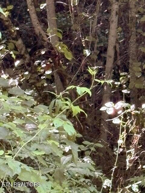 Lot 1 Old Furnace Road Tellico Plains TN 37385