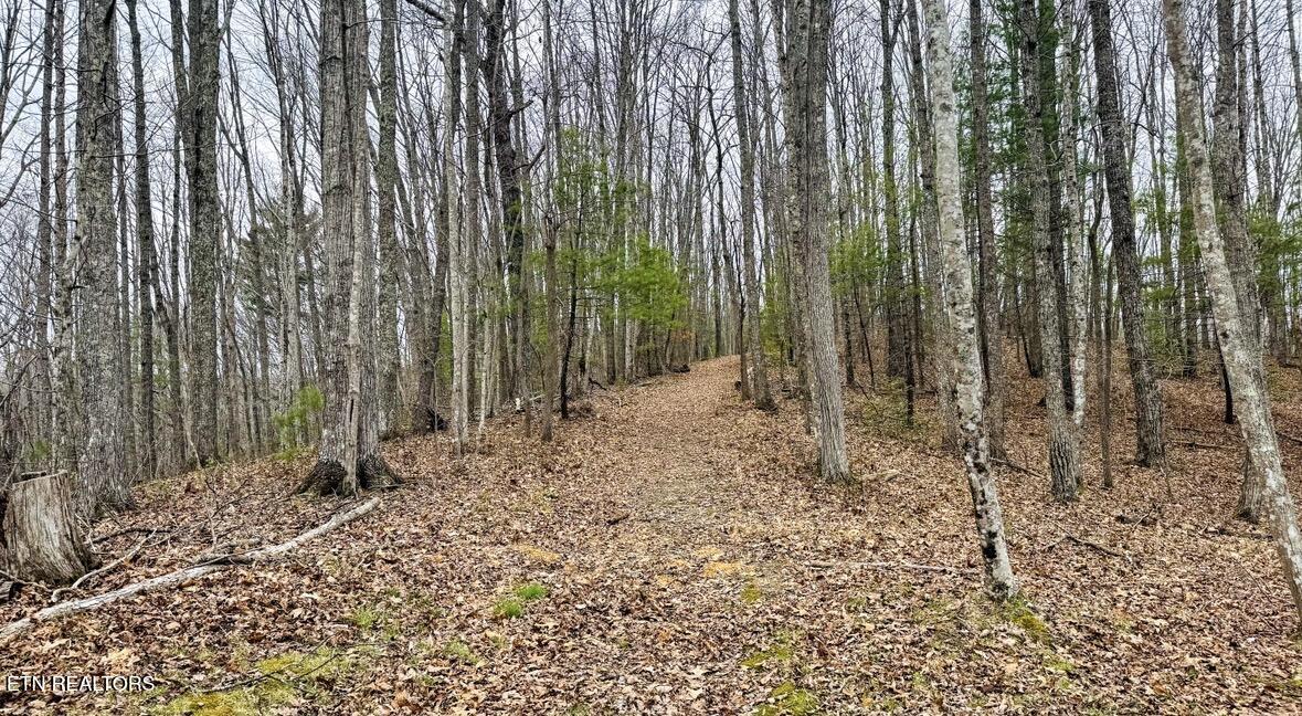 495 Bear Hollow Road Oneida TN 37841