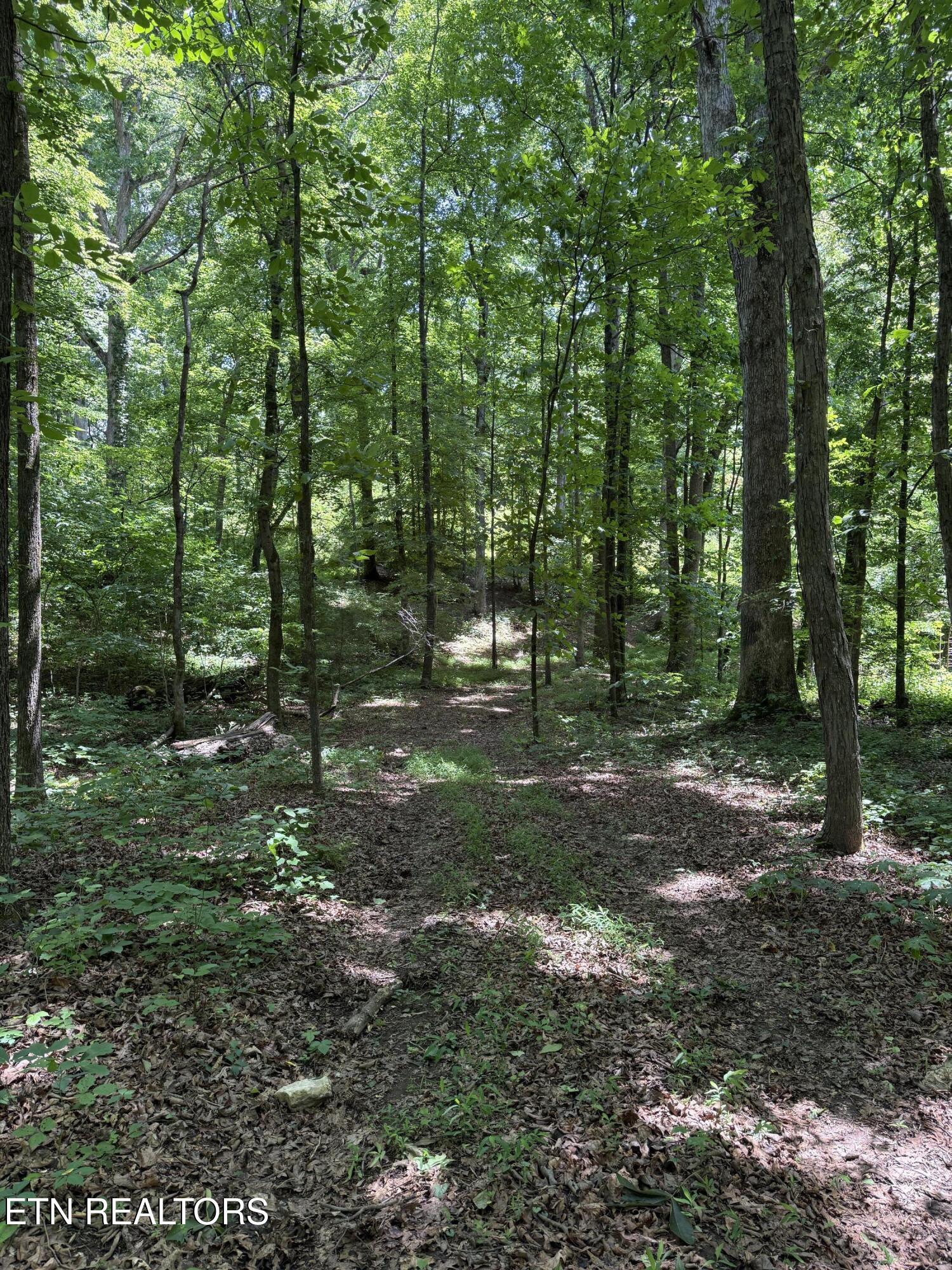 426 & 422 County Road 728. (58.5 Acres) Riceville TN 37370