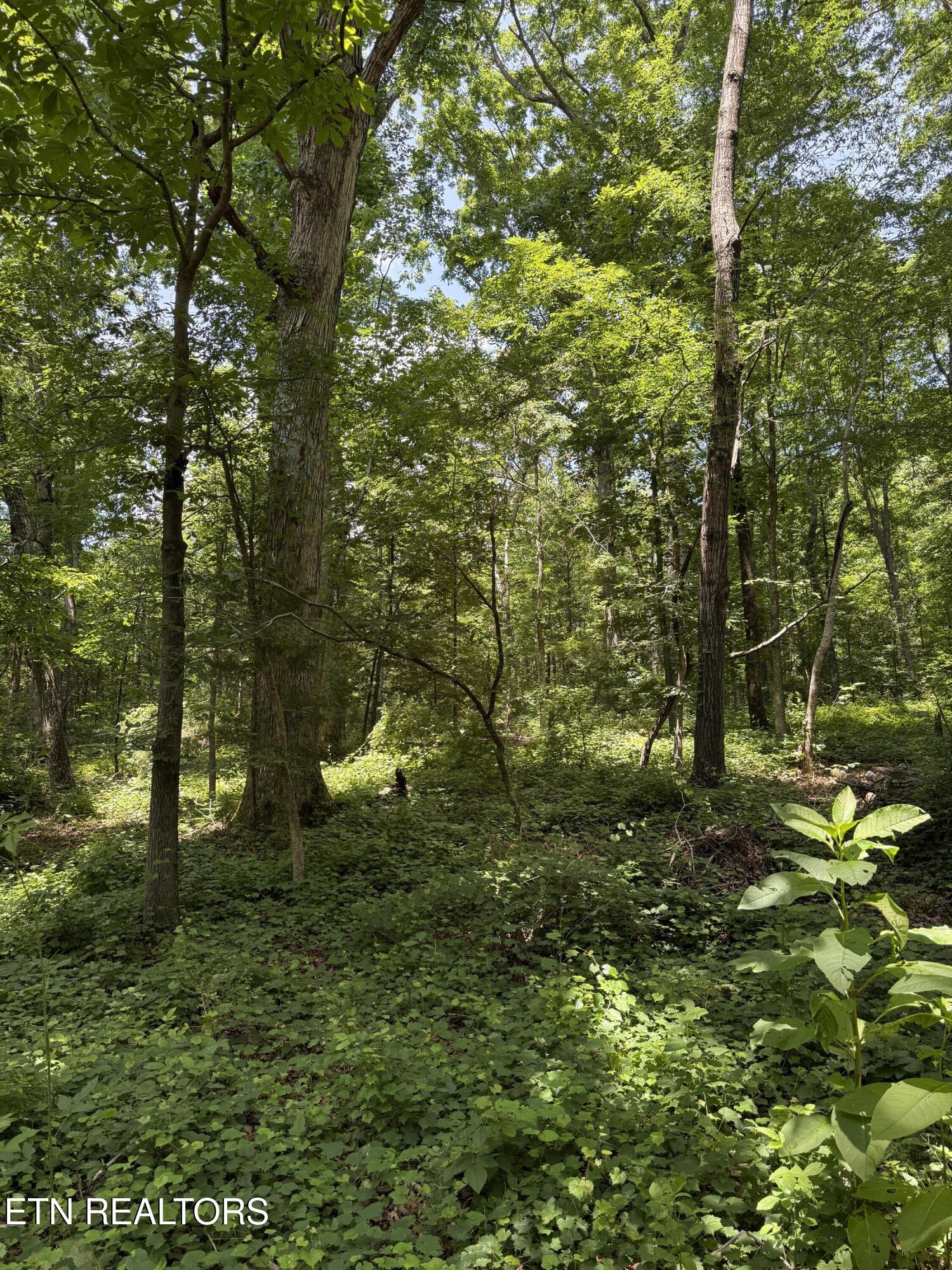 426 & 422 County Road 728. (58.5 Acres) Riceville TN 37370