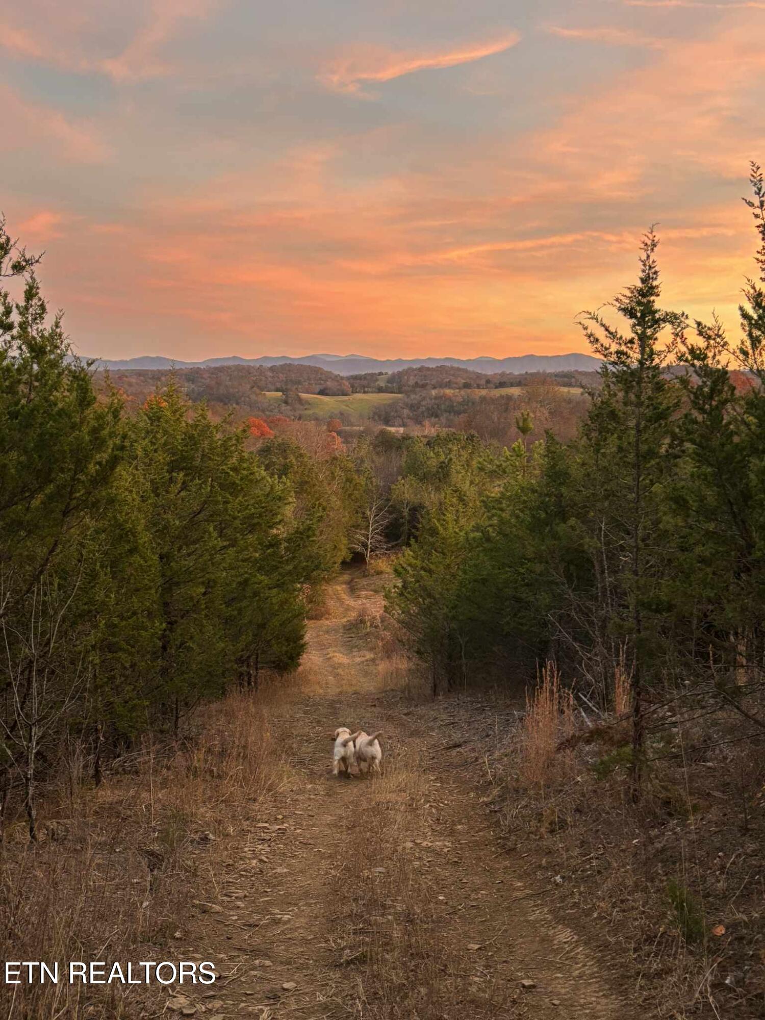 1355 Jackson Hollow Road Mosheim TN 37818