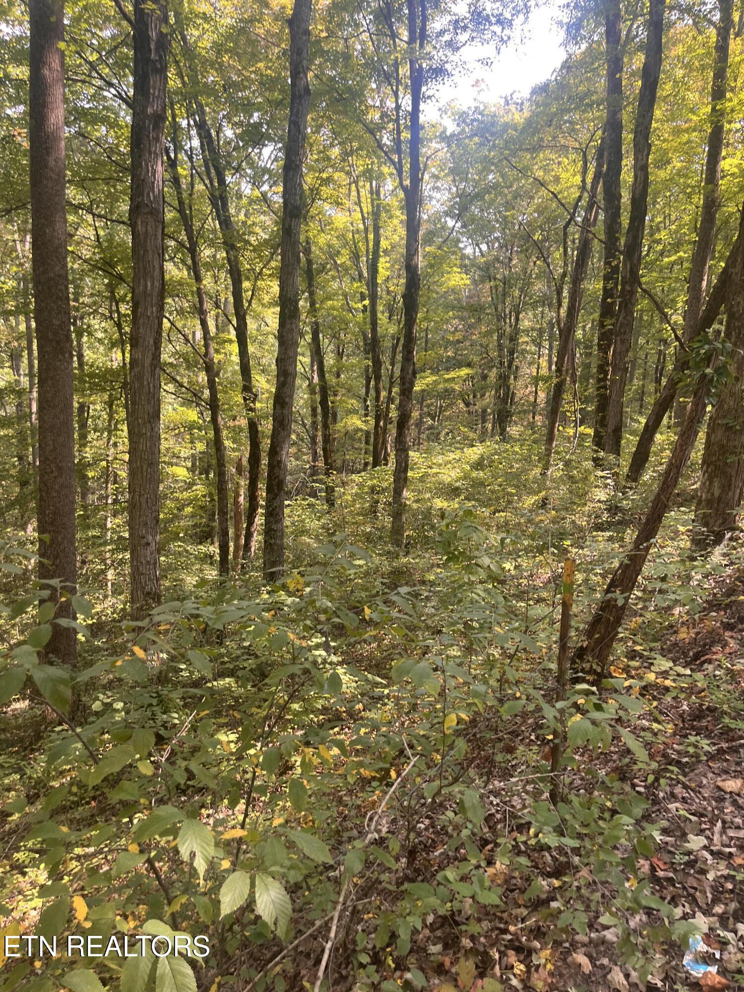 346 Wolfenbarger Lane Luttrell TN 37779