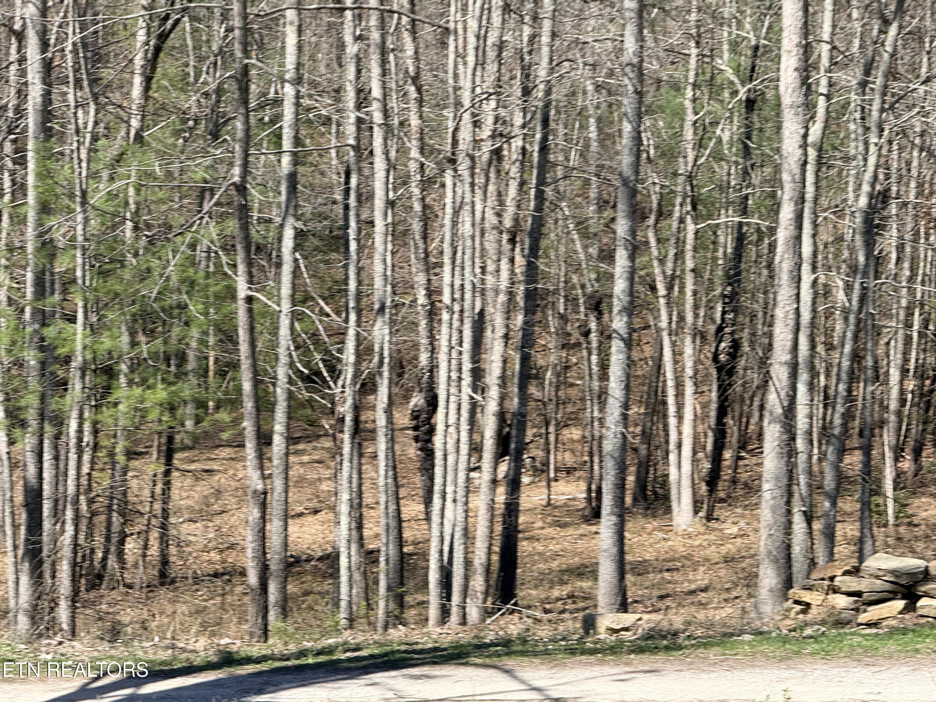 239 Doc Huling Road Robbins TN 37852