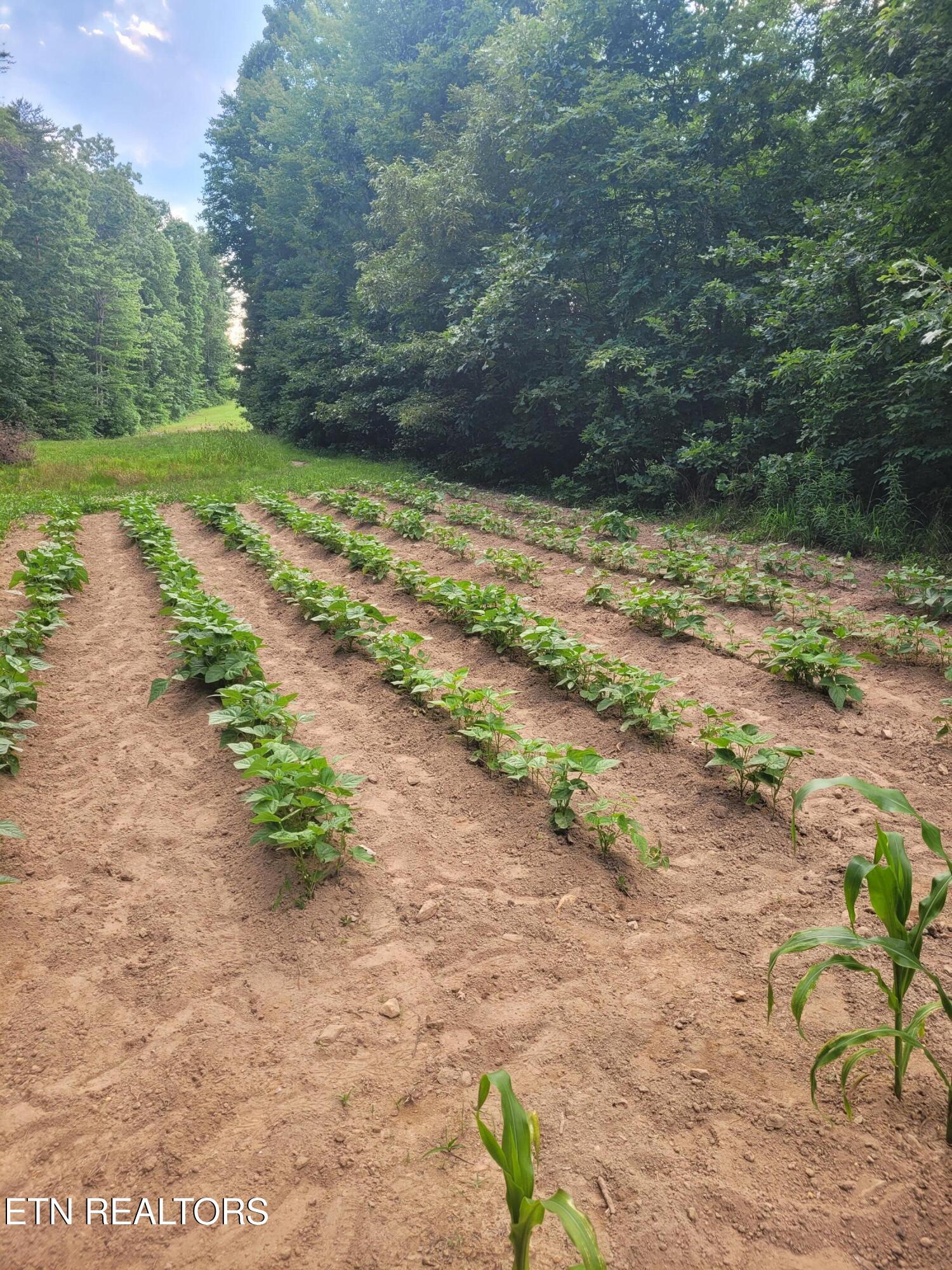 195 Laurel Cliff Road Clarkrange TN 38553