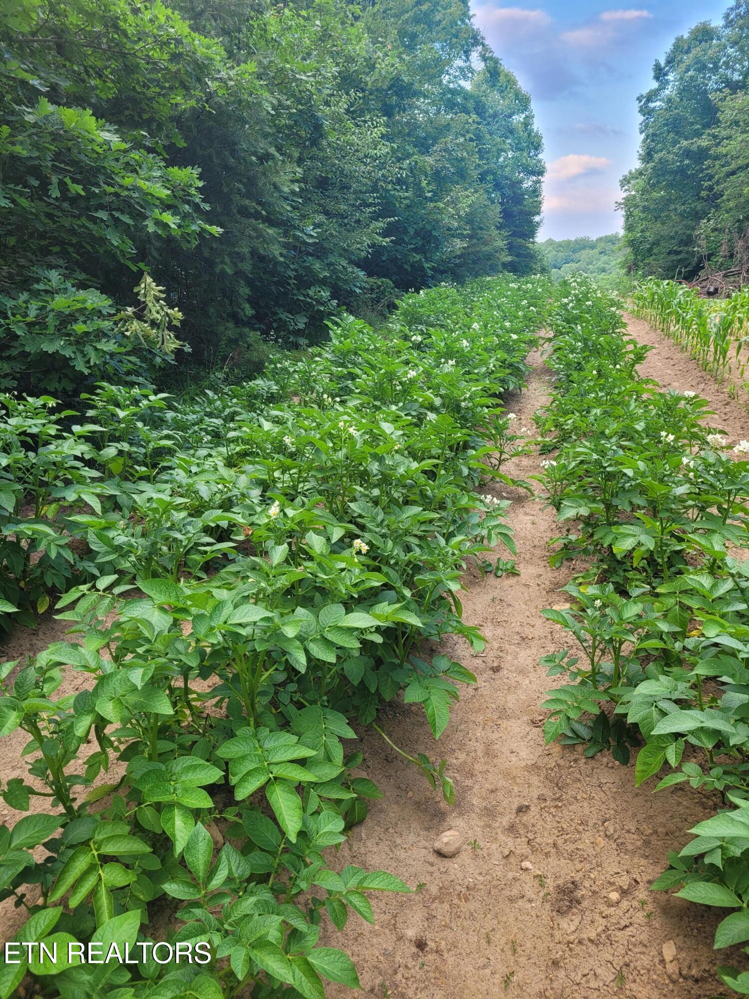 195 Laurel Cliff Road Clarkrange TN 38553