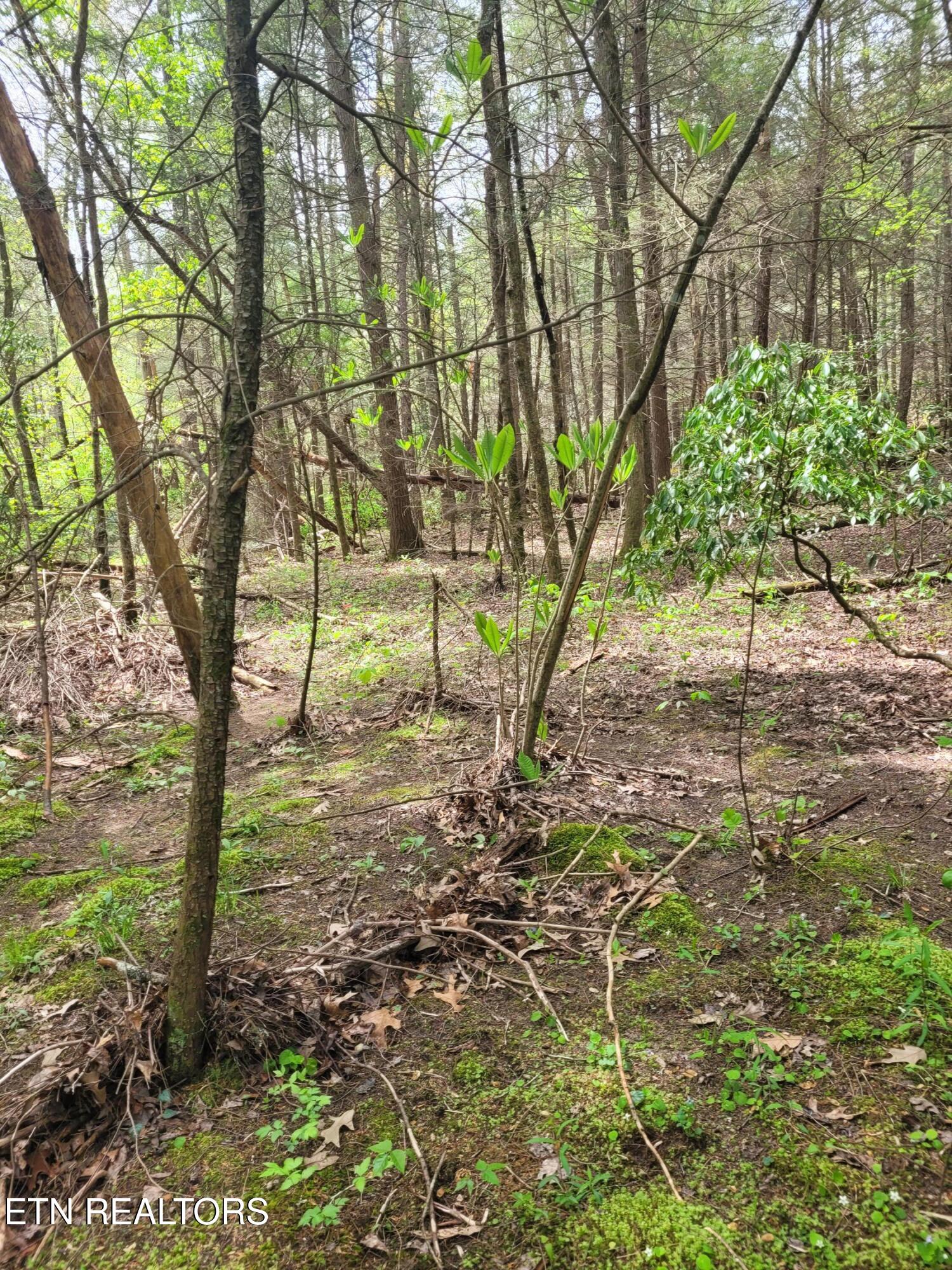 195 Laurel Cliff Road Clarkrange TN 38553