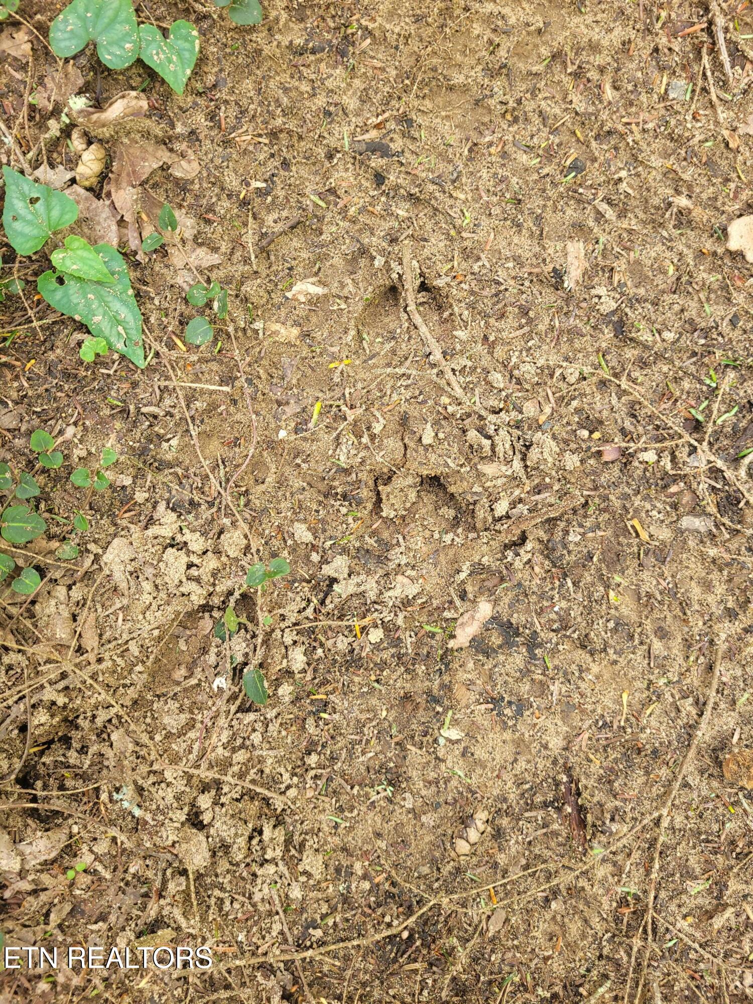 195 Laurel Cliff Road Clarkrange TN 38553