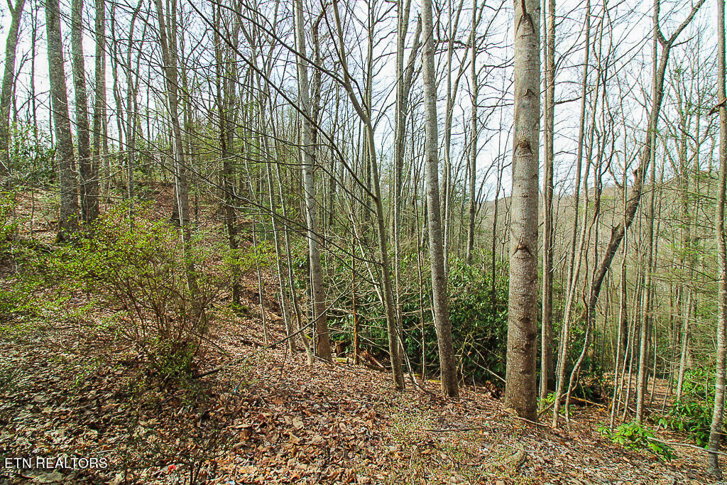 606 Thatta Way Gatlinburg TN 37738