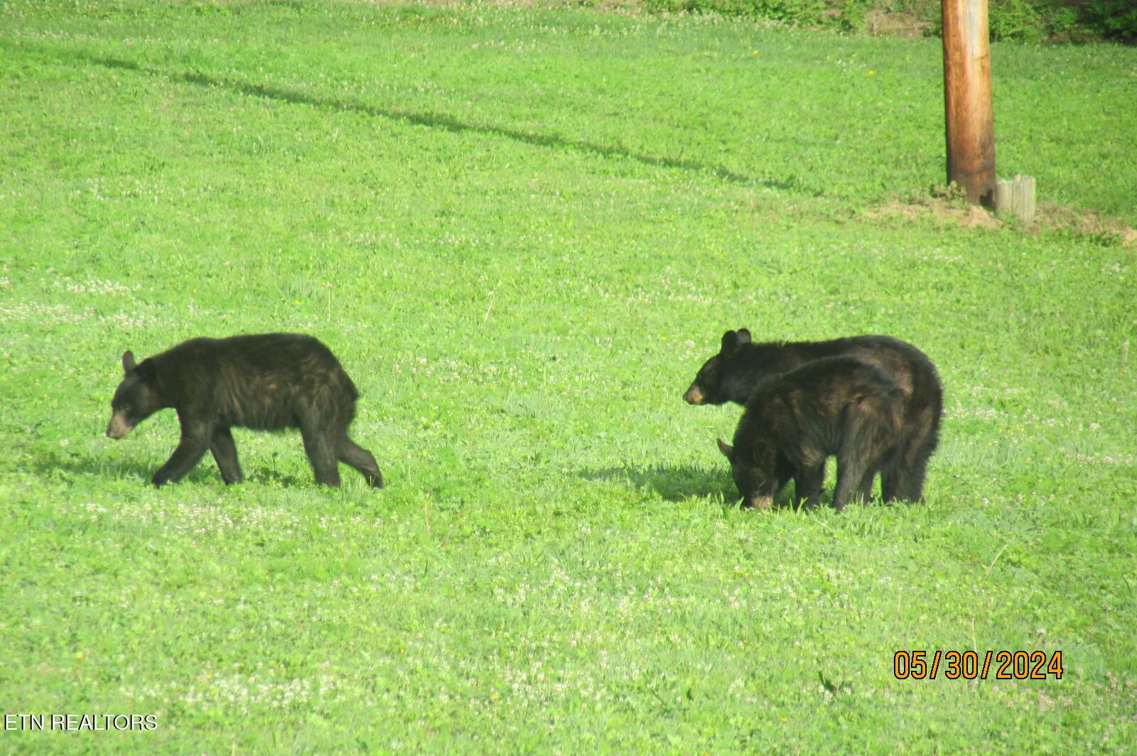 4040 Trail Hollow Road Cosby TN 37722