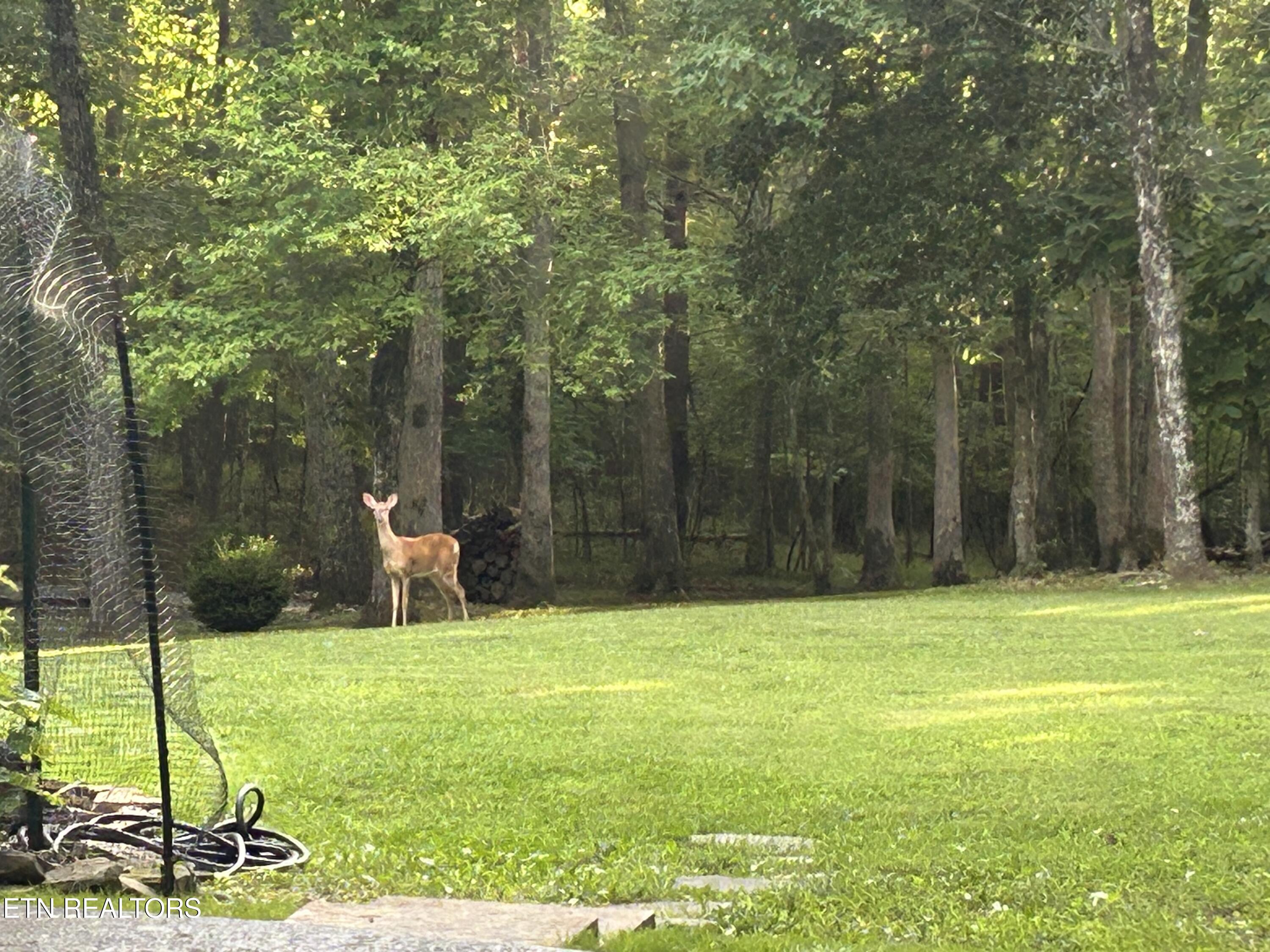 1001 Forest Crossville TN 38555