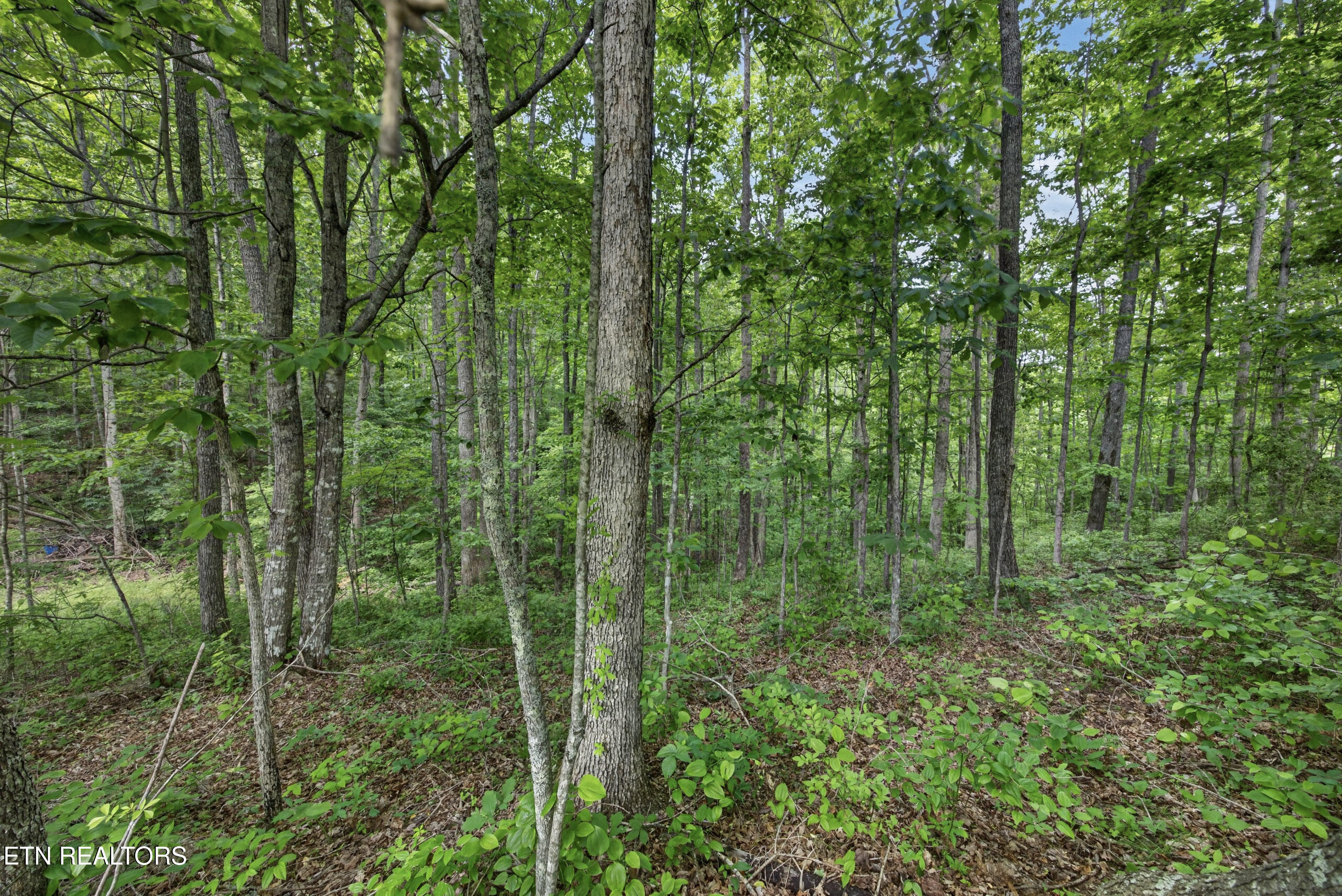 420 Oneida Lane Wilder TN 38589