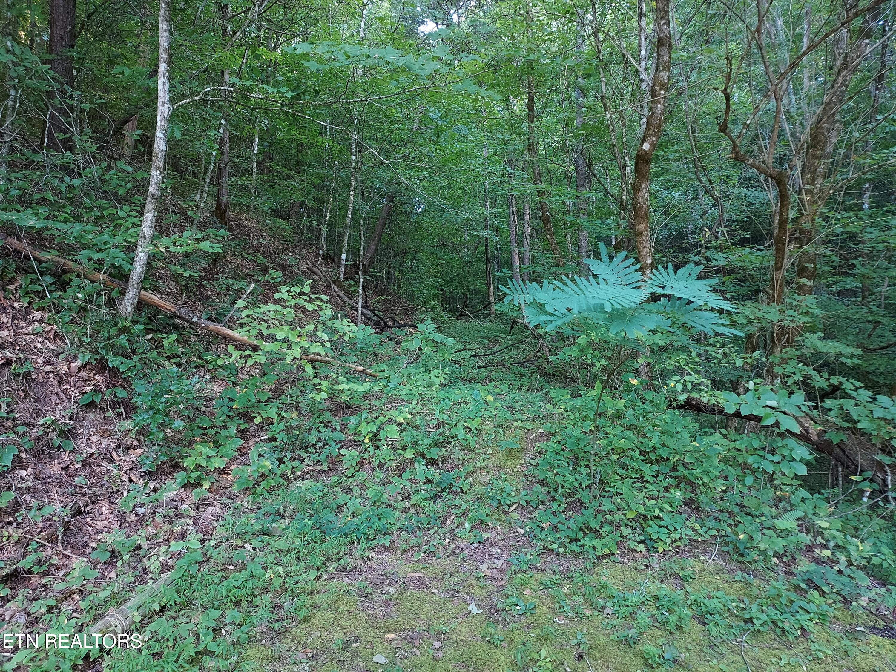 332 Sleepy Hollow Road Sneedville TN 37869