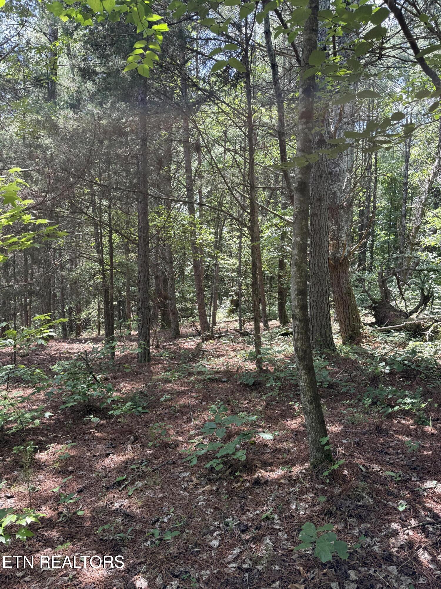 426 County Road 728 (43.5ACRES) Riceville TN 37370
