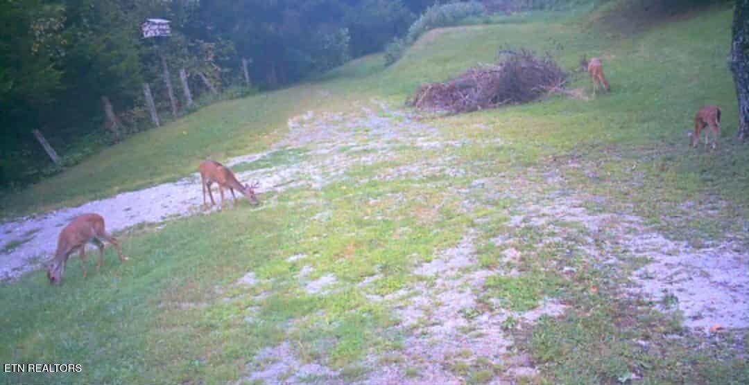 51 Turkeytown Road Hilham TN 38568