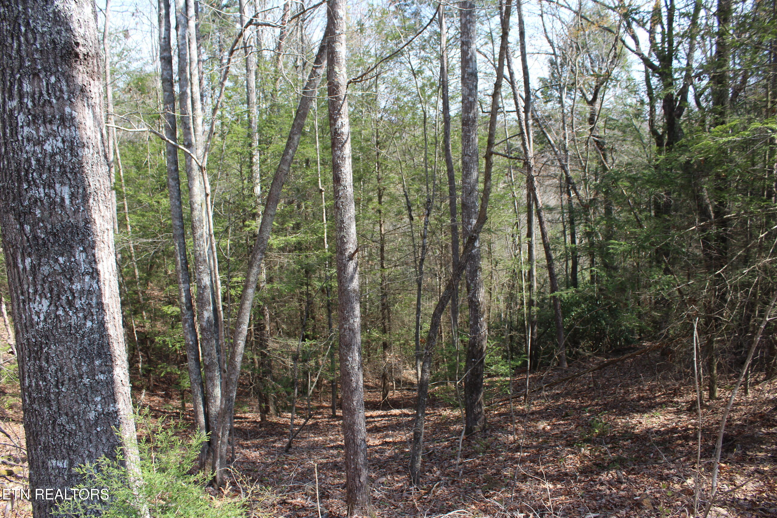 205 Maggie Valley Drive Jamestown TN 38556