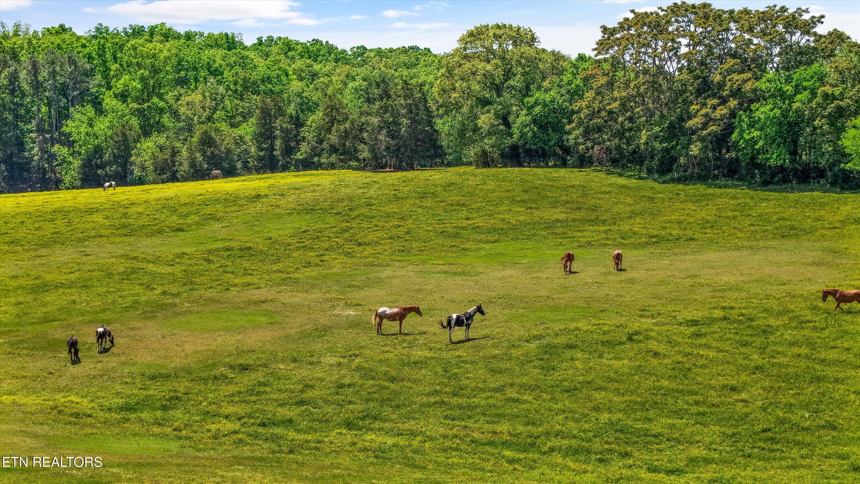 858 Seed Tick Road Philadelphia TN 37846