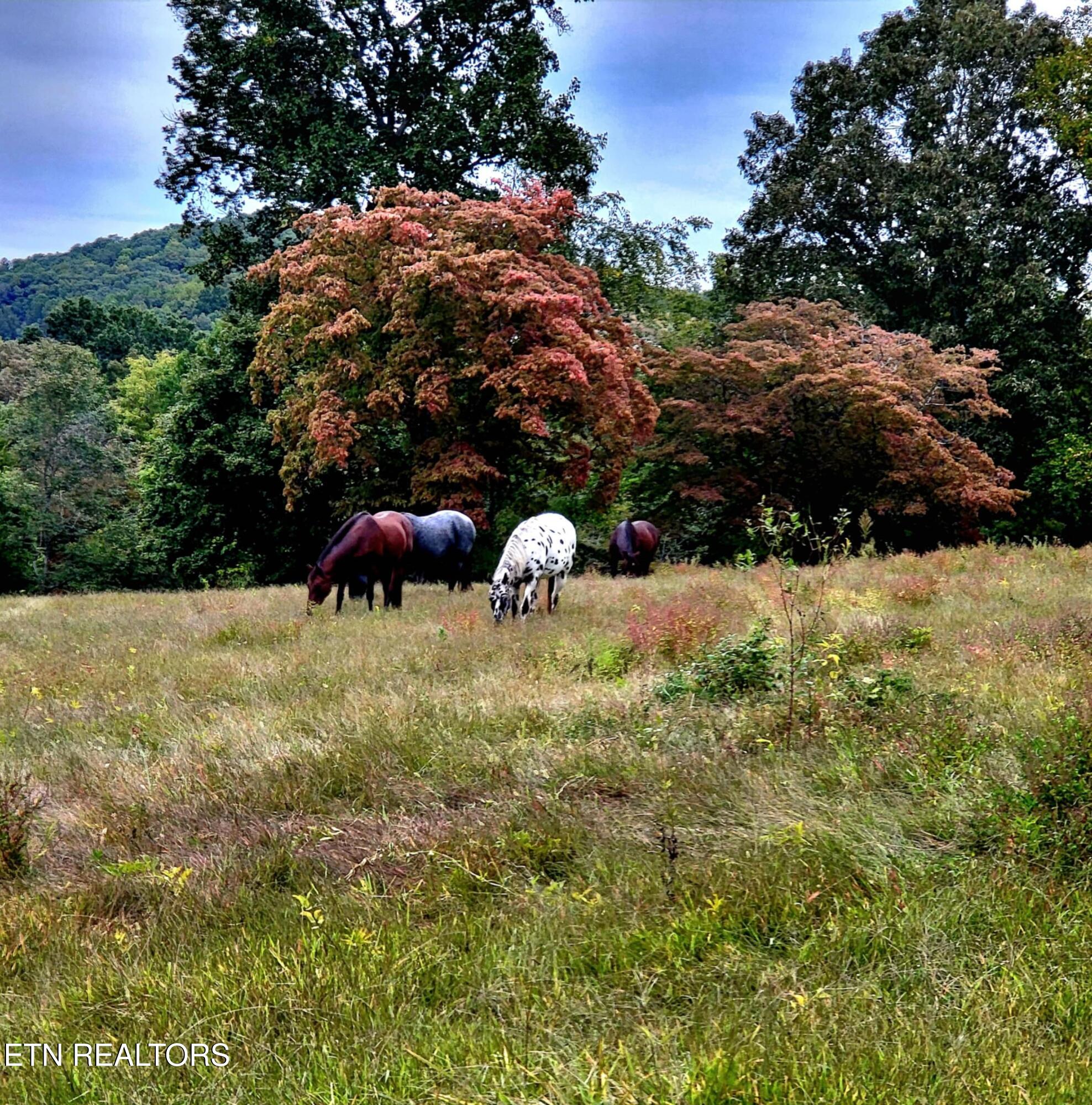 2143 Everett Road Knoxville TN 37932