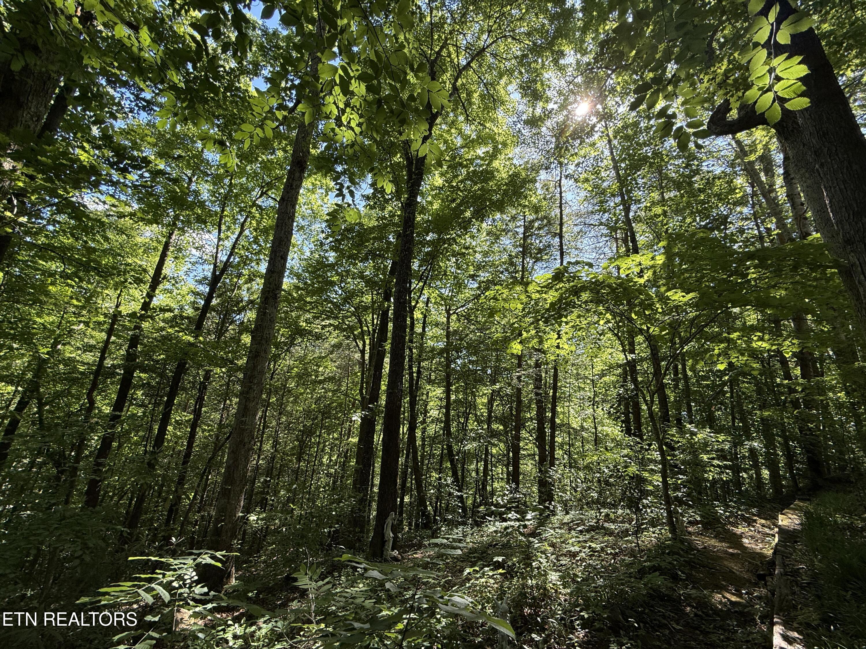 4039 Barb Hollow Road Walland TN 37886