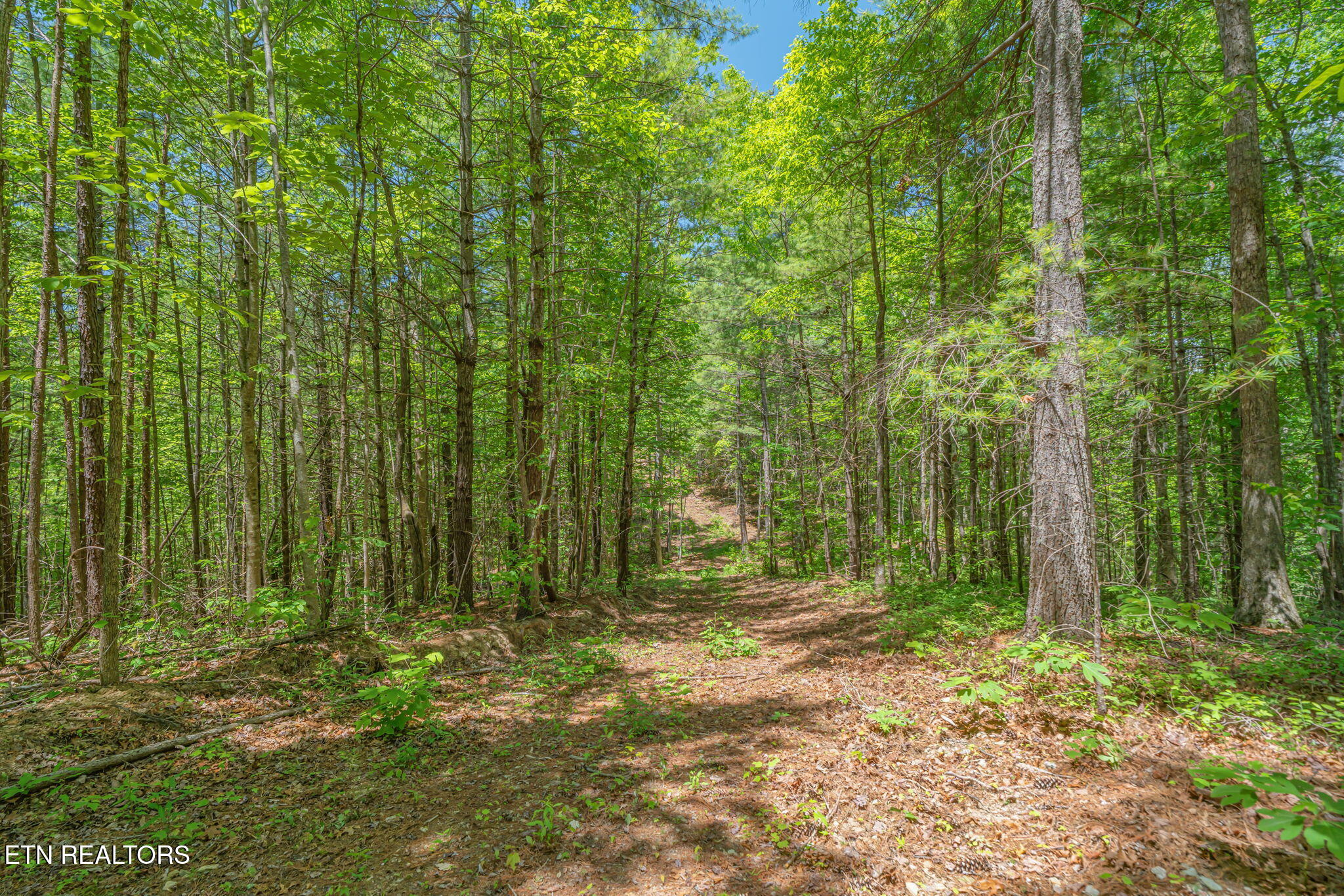 2380 Rafter Road Tellico Plains TN 37385