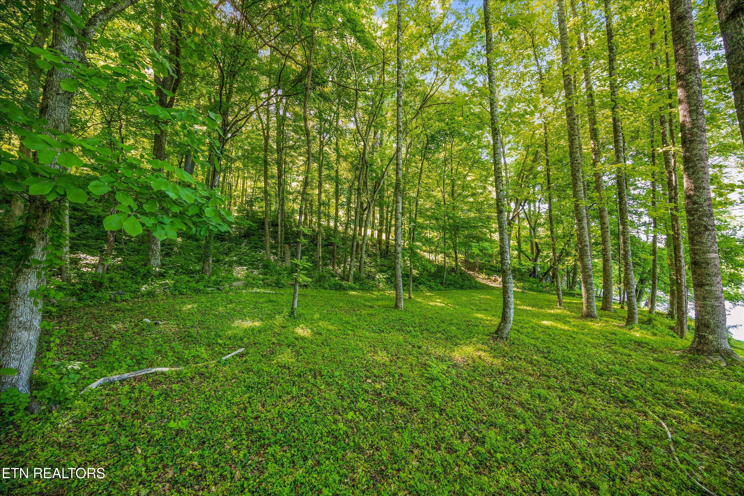 116 Wildwood Trail Andersonville TN 37705