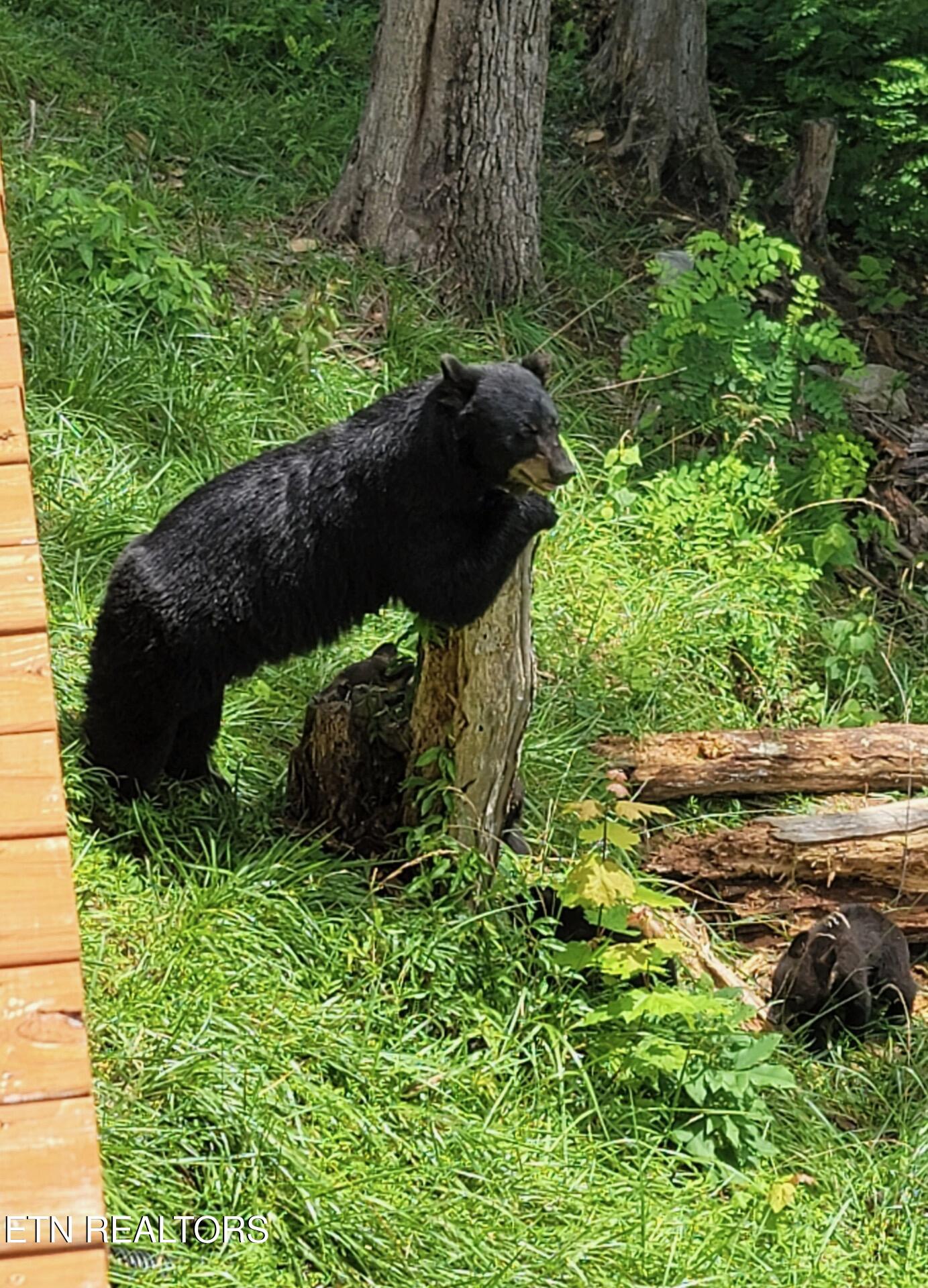 309 Tower Road Gatlinburg TN 37738