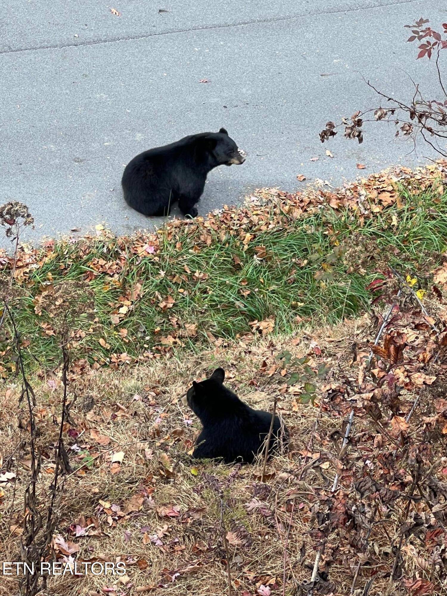 309 Tower Road Gatlinburg TN 37738