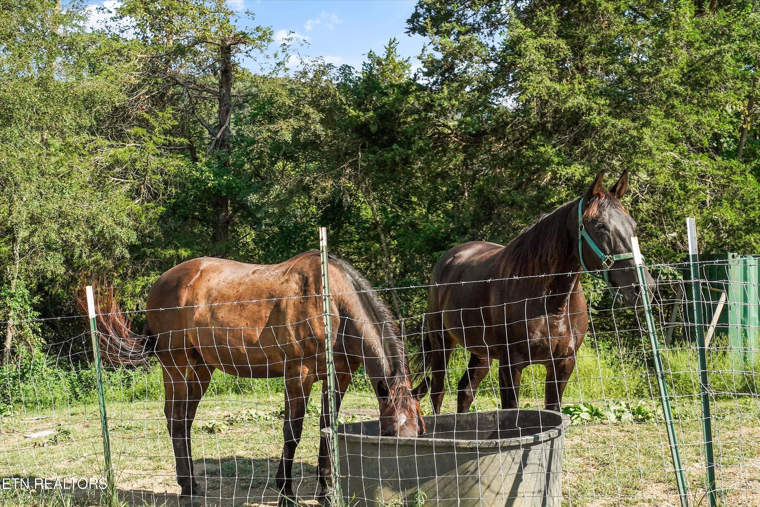 125 Dan Shumate Road Maynardville TN 37807