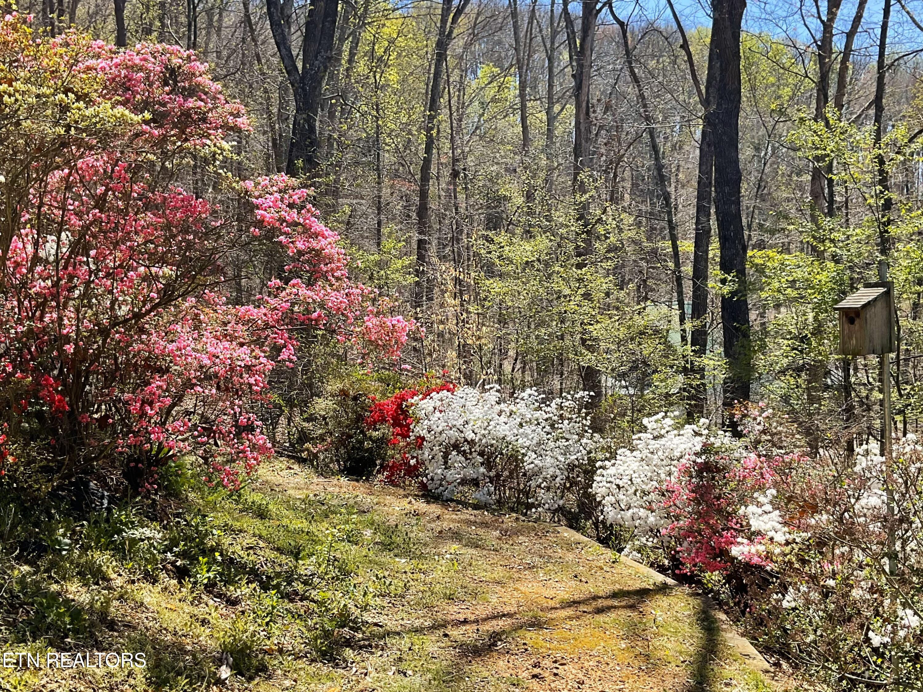105 Wildwood Trail Andersonville TN 37705