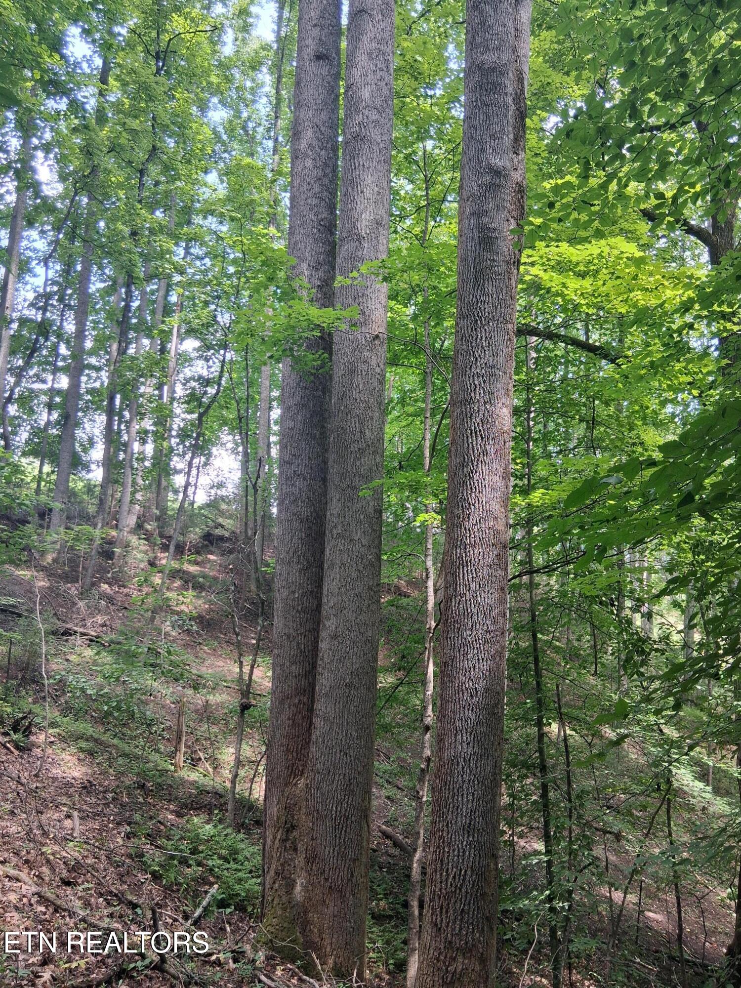 291 Evans Ridge Road Speedwell TN 37870
