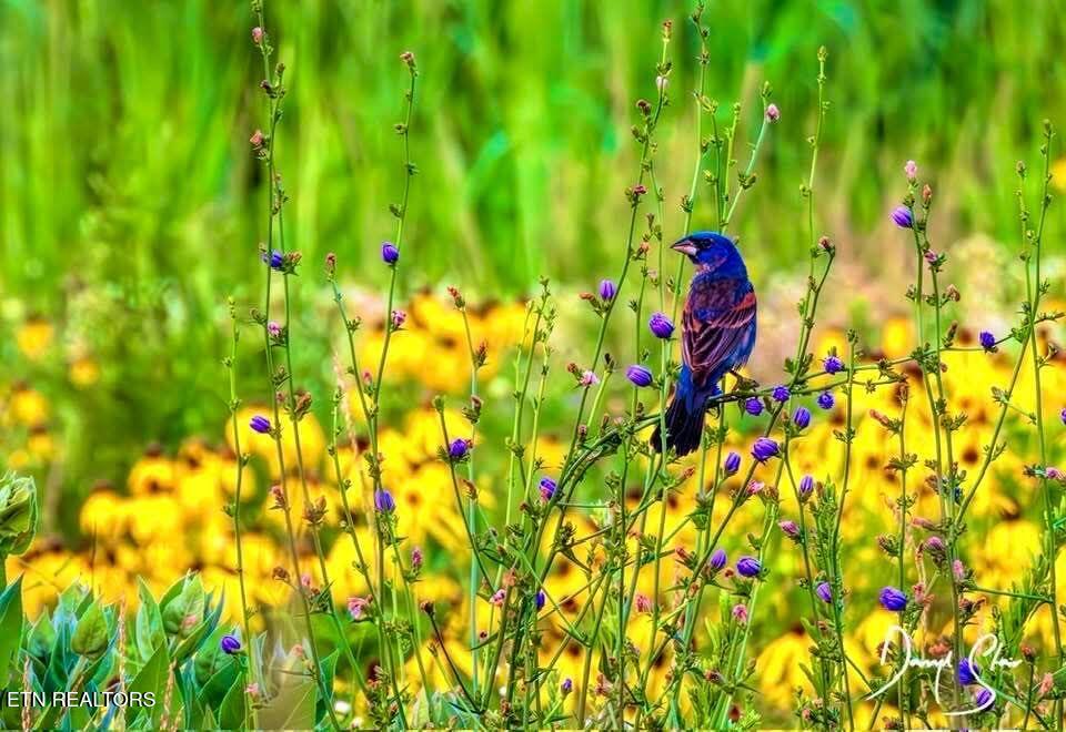 105 Cozy Manor Way Clinton TN 37716