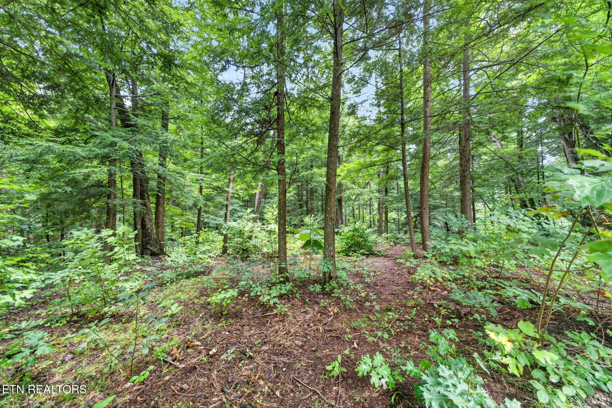 50 Ross Place Monterey TN 38574