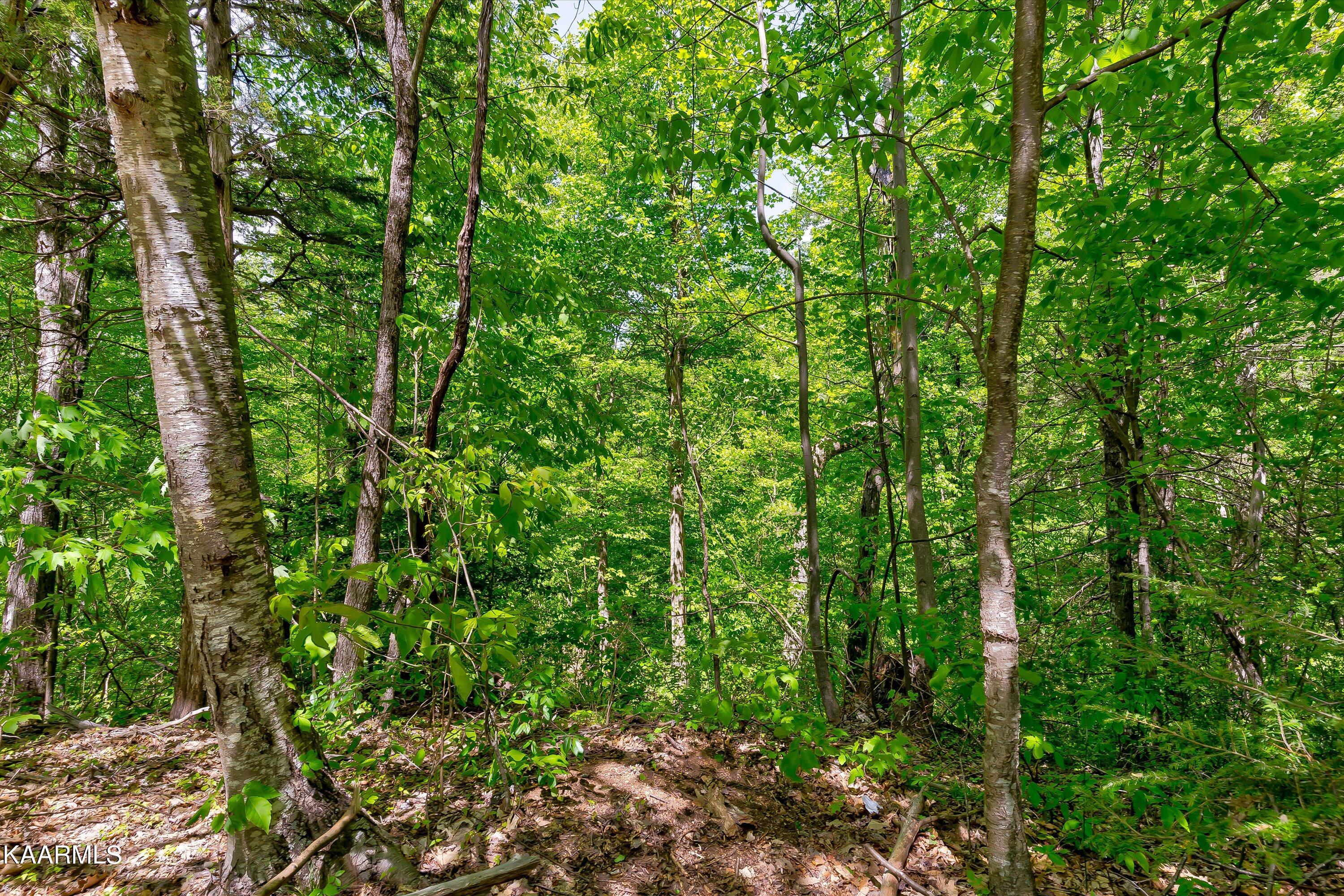 650 Silver Poplar Lane Sevierville TN 37876