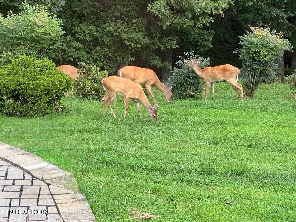 2225 Henge Point Lane Knoxville TN 37922