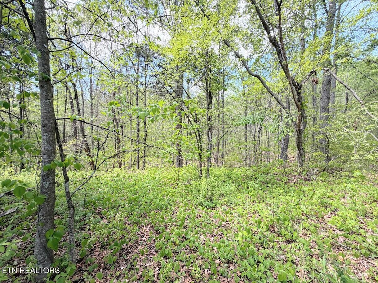 1617 Bull Run Road Luttrell TN 37779