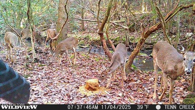 1780 Wolfhaven Road Spencer TN 38585