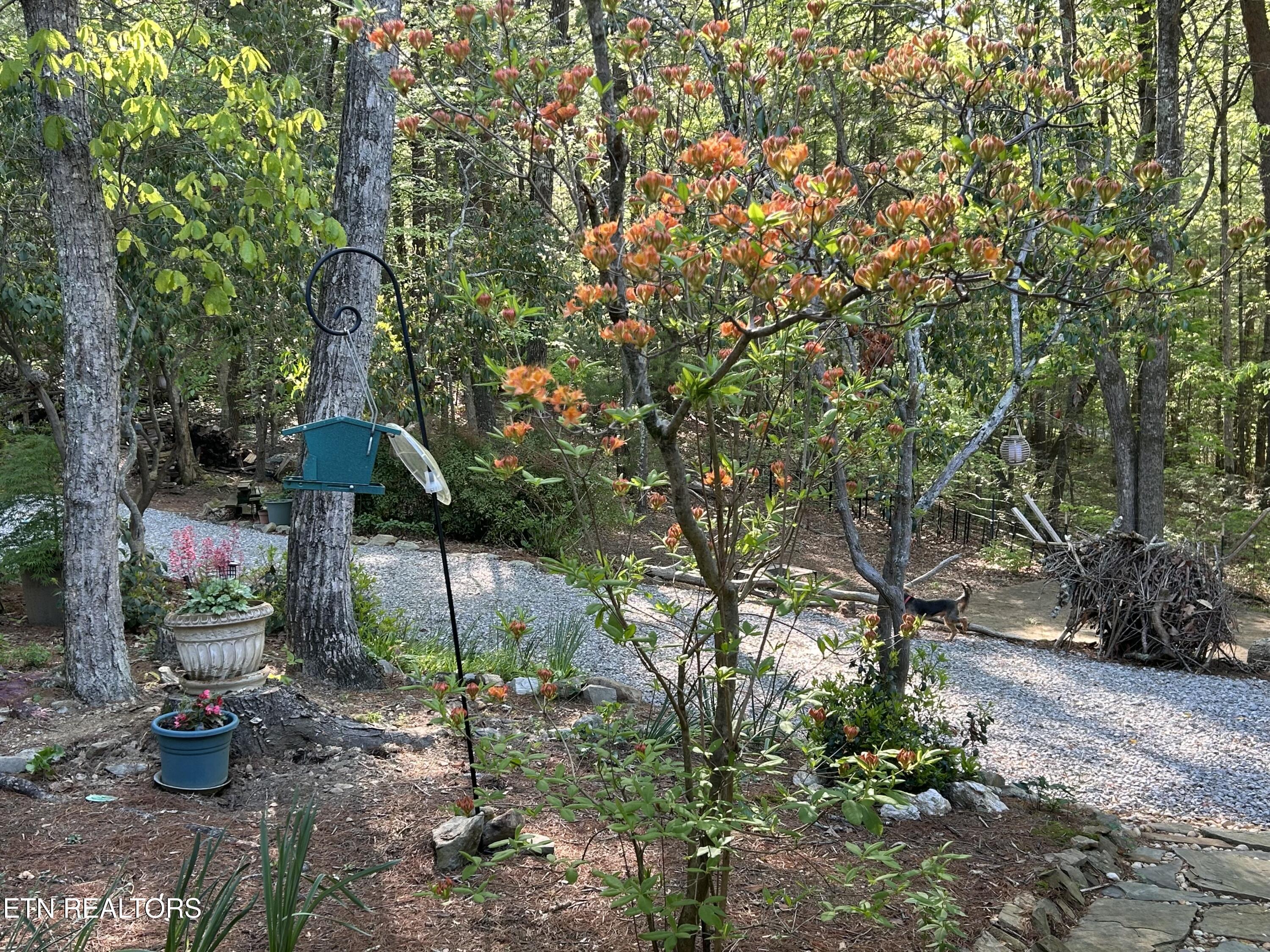151 Gold Miners Road Tellico Plains TN 37385