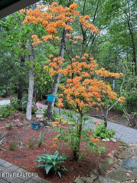 151 Gold Miners Road Tellico Plains TN 37385