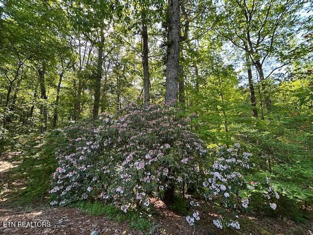151 Gold Miners Road Tellico Plains TN 37385