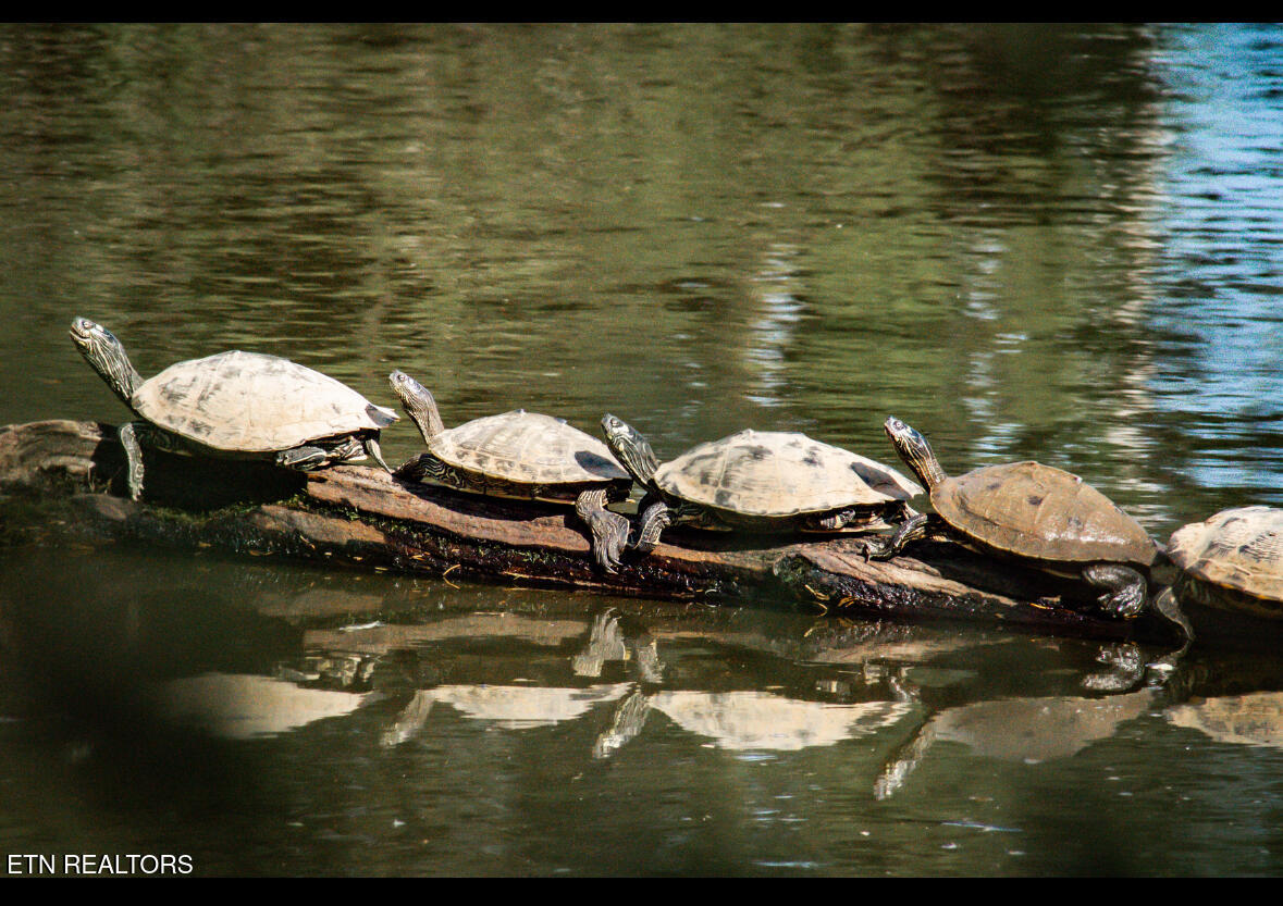 816 Painted Turtle Lane Knoxville TN 37934