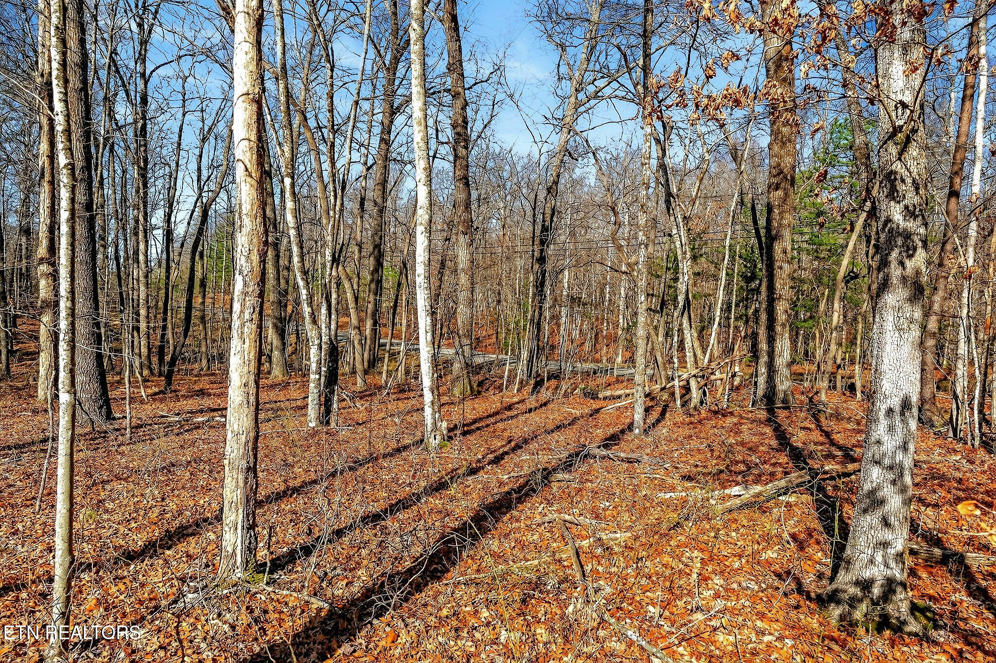411 Cumberland Cove Road Monterey TN 38574
