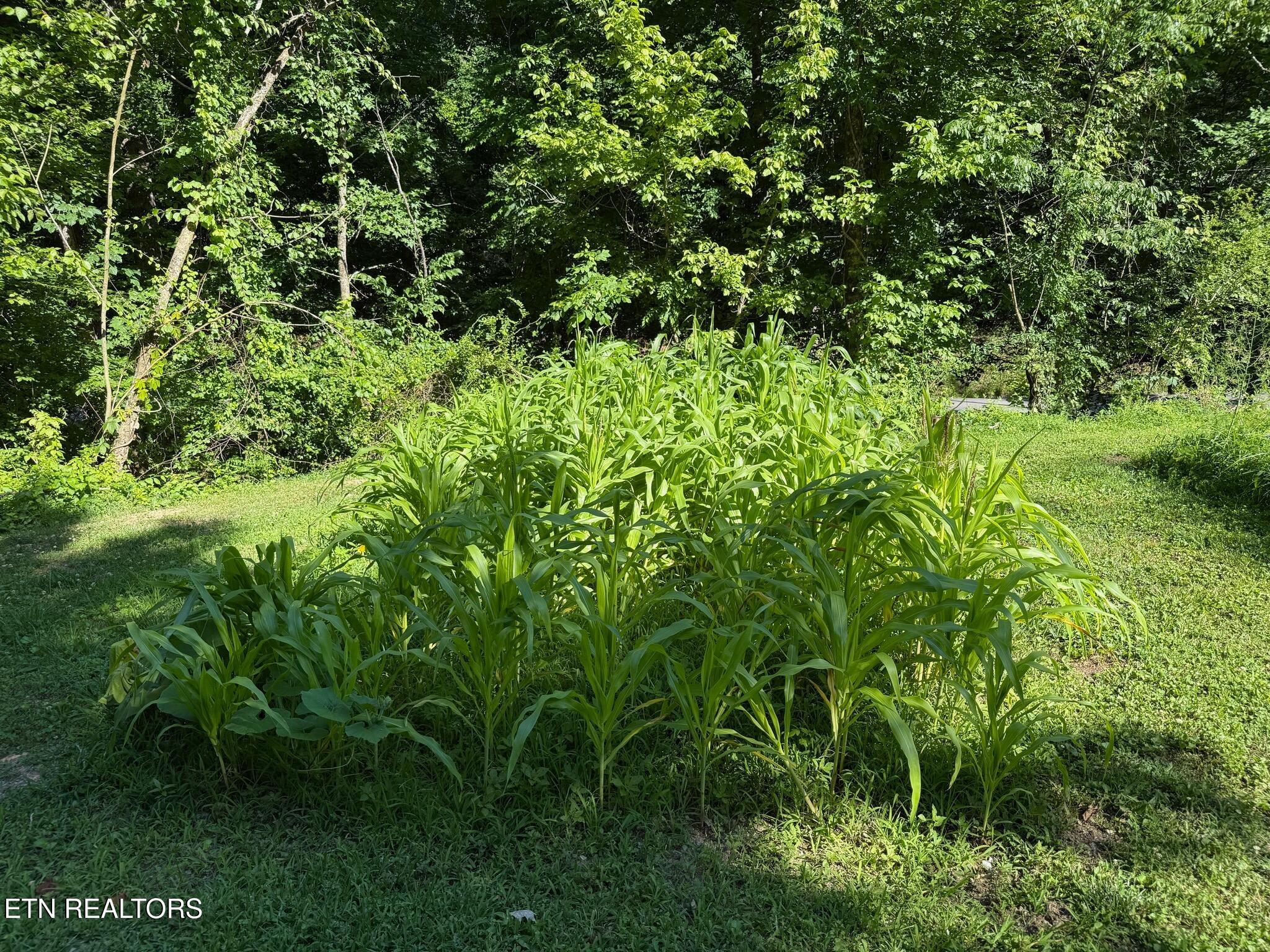 355 Lone Mountain Road Andersonville TN 37705