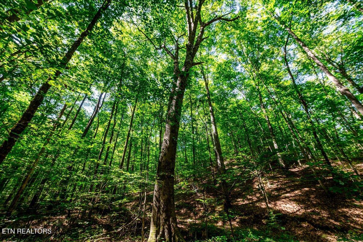 755 Bear Branch Road Wartburg TN 37887