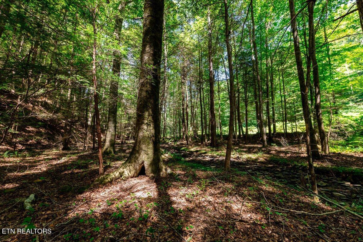 755 Bear Branch Road Wartburg TN 37887