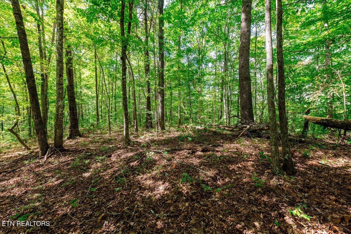755 Bear Branch Road Wartburg TN 37887