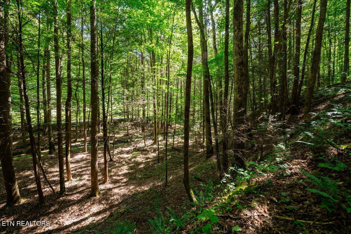 755 Bear Branch Road Wartburg TN 37887