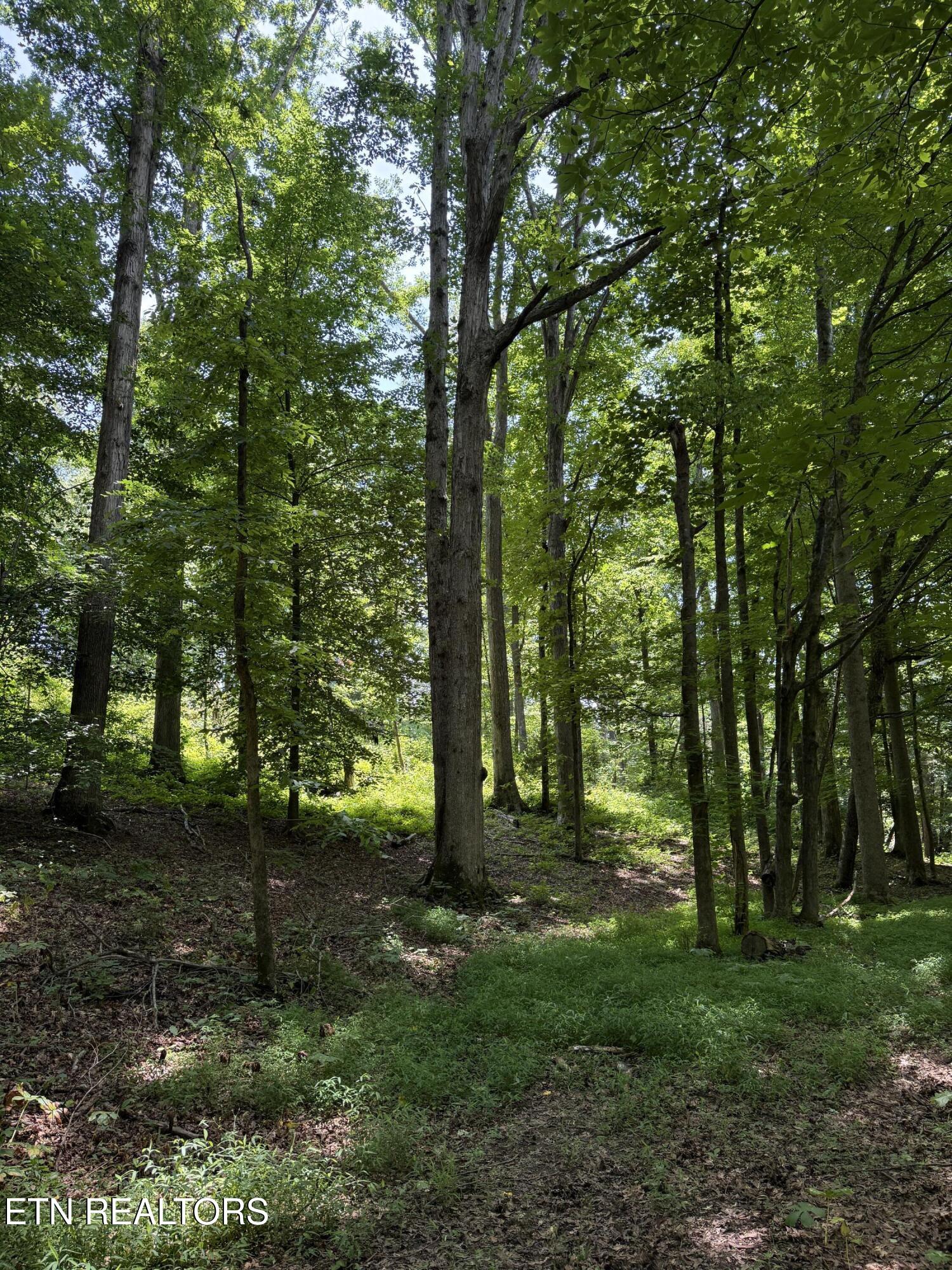422 & 426 County Road 728 (58.5 Acres) Riceville TN 37370