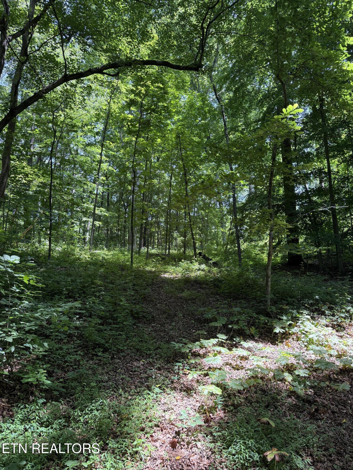 422 & 426 County Road 728 (58.5 Acres) Riceville TN 37370