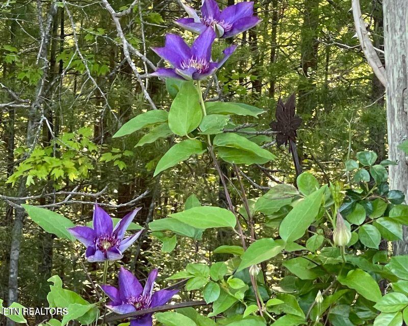 116 Old Doc Rogers Road Tellico Plains TN 37385