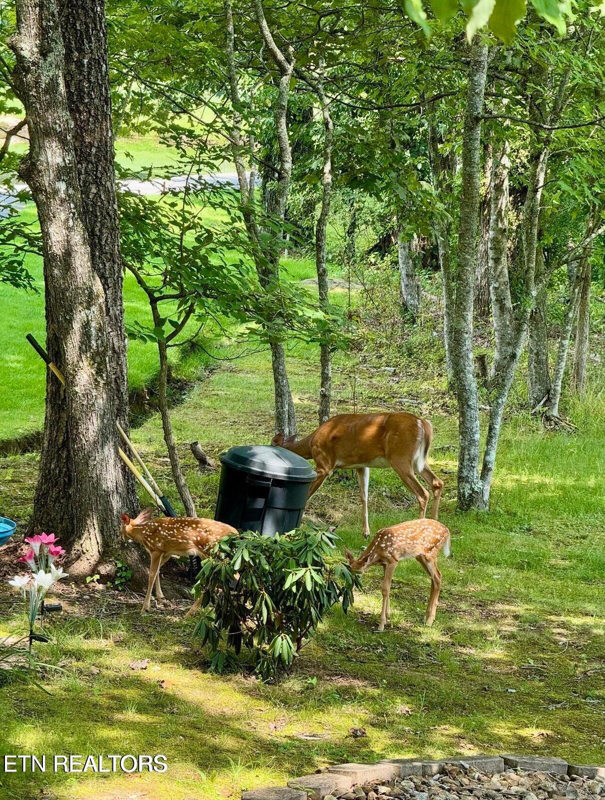 138 Baltusrol Road Crossville TN 38558
