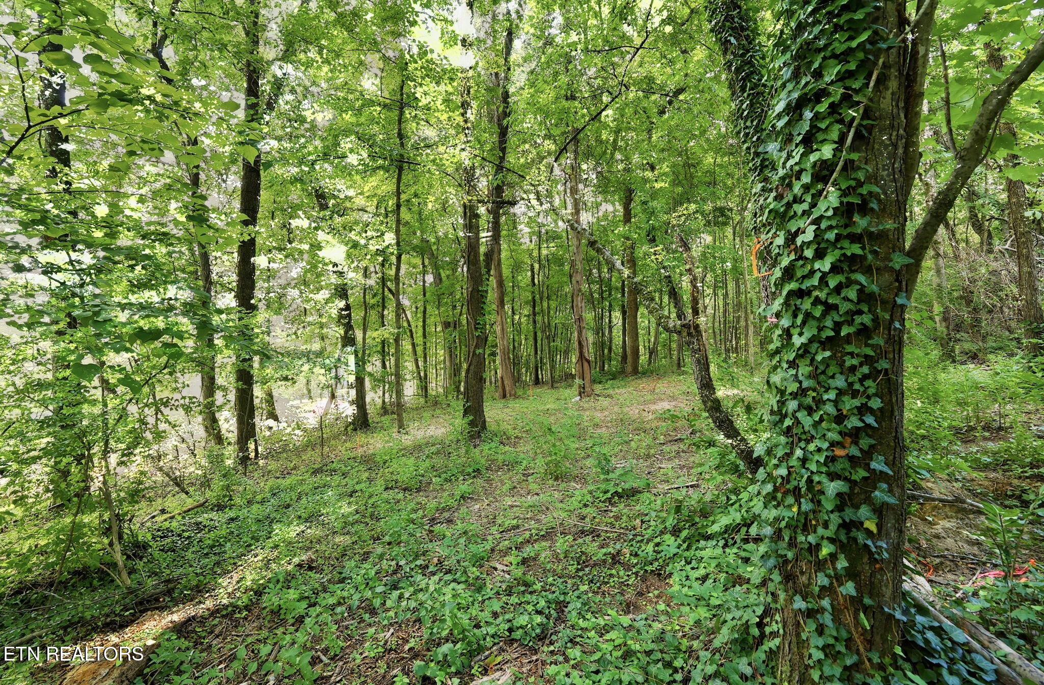 126 Westwood Drive Clinton TN 37716